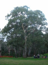 plants habitat