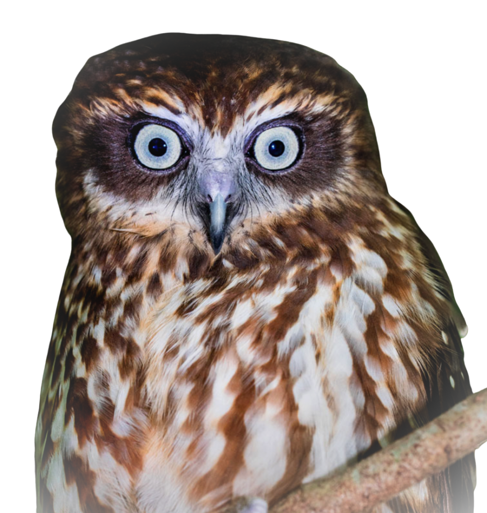 Owl image by Richard Lee